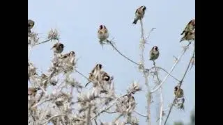 الشريط  الذي لقن به حسن أكادير  طائره صاحب المرتبة الاولى في بني ملال واسفي سنة 2024