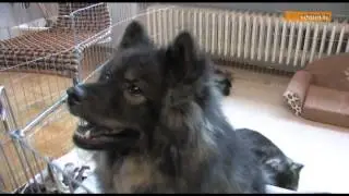 Chinese Foo Dog auch Glückshund genannt