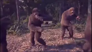 Base dos macacos dançando