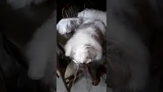 Cutipye
