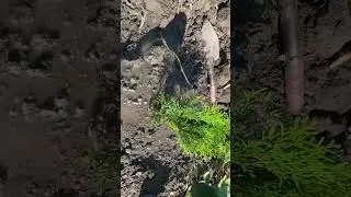 #туя