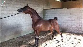 وقفة مميزة للحصان ما شاء الله (تدريبات ما قبل العرض )
