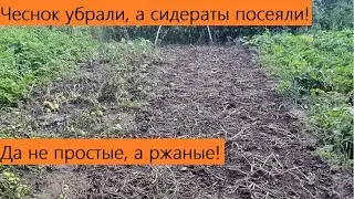 Чеснок убери, а рожь посади! Оздоравливаем и наполняем землю здоровьем после чеснока!
