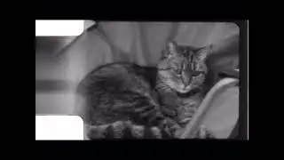 Rampy the Cat on 8mm film with a 1960s Bell & Howell. April 2022.