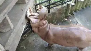 Тайланд Паттайя Зоопарк Кхао Кхео