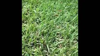 RANT on Picking up poop!