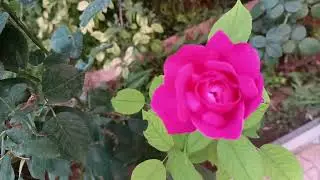 Zinnialar, Akşam Sefası ve Kına Çiçekleri