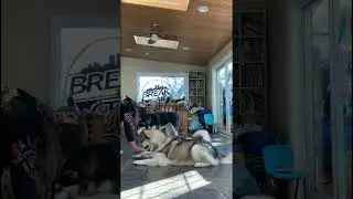 End Dog Training On A High #dogtraining #dogtricks # #malamutelovers
