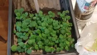 Пикировка клубники без потерь часть 1