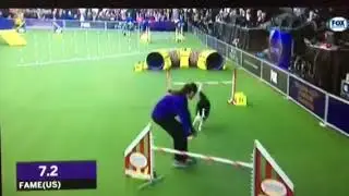 Westminster Dog Show Agility Competition