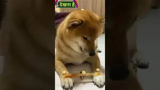Moments of Animal Genius That Will Amaze You || Top  Most Intelligent Animal #cute #genius #funny