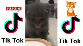 #Kucinglucutiktok #kucingoren.       KUMPULAN KUCING LUCU TIKTOK 😘 #7 - Kucing oren