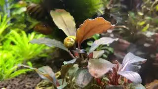 NERİTE (SUN SNAİL) SALYANGOZ VE TAİWAN BEE RED RUBY KARİDES