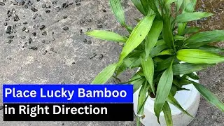 Placing Lucky Bamboo in Right Direction | Few people know this