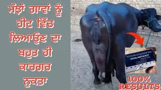 ਮੱਝਾਂ ਗਾਵਾਂ ਨੂੰ ਹੀਟ ਵਿੱਚ ਲਿਆਓੁਣ ਦਾ ਬਹੁਤ ਹੀ ਕਾਰਗਰ ਨੁਕਤਾ  Heat Problem  Kaise laaye Pashu Ko Heat mein
