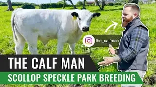 Scollop Speckle Park Breeding with The Calf Man