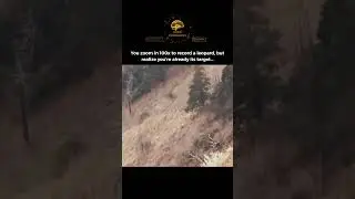When the Predator is Already Watching You 🐆
