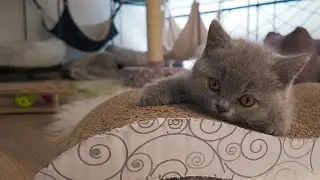 7 Crucial Reasons Why Playtime is Essential for Your Kitten's Development