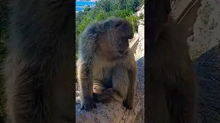 Gibraltar - The shyest monkey on the Rock.