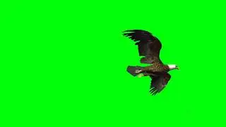 Eagle free green screen video.No copyright. # green screen videos.