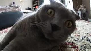 wtf?!