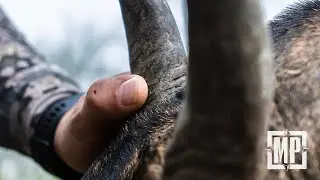 Hunting Giant Nilgai in Texas | Mark V. Peterson Hunting