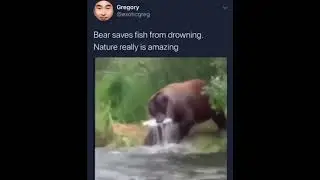 Bear saves fish from drowning🙏