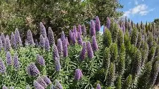 Walking the Shady Canyon Trail in Irvine, Southern California