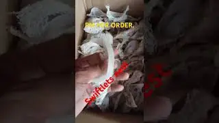 Another blessing. #birdshomebreeding #birdnestsoup #reels #food #reelsmonetization