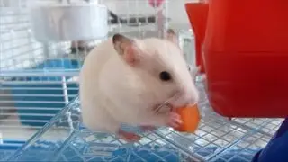 Meet Tofu - My New Hamster!