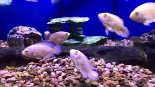 Baby Long fin and Albino Oscar fish, juveniles swimming together - Astronotus ocellatus