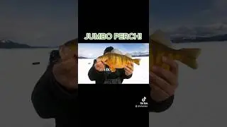 Giant Mountain Perch! #icefishing #shorts