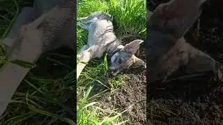 Все ждут #юмор#смешные животные .