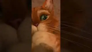 💜#kitten #cat #pusssinboots #aphmaucrew #врек #рекомендации #viral #viralvideo #video