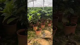 Beautiful Gardenia Plants 