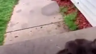 Fallo de la vida real perro traspasa verja cerrada