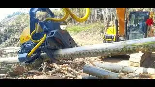 XUVOL wood cutting machine cuts thick eucalyptus trees in mountainous areas.#harvestermachine