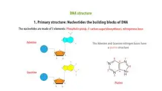 DNA Structure Nucleotide  - Simple And Quick Learning - Genomics part 1