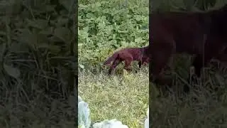 У Персика появился друг😃