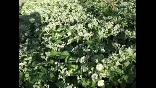 Опыт выращивания клубники ковром
