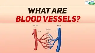 What are Blood vessels? | Blood Circulation in Human being | Biology | Letstute