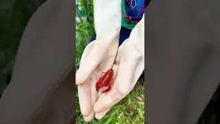 Đi Săn Tôm Cảnh | hunting for ornamental crayfish #guppy #traicabetta #crayfish