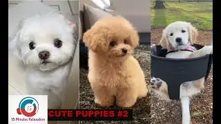 Funny & Cute puppy Compilation video #2