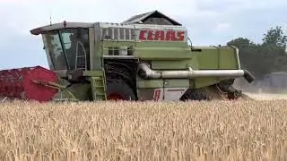 Жнива, повна  срака  21 червня 2023 р.