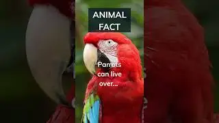 Parrots can learn up to 60 words. How many languages do you speak?Subscribe and comment👇#shorts