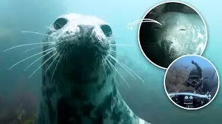 Seal Laughs & Smiles With Divers 🦭
