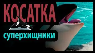 Суперхищники — Коса́тка