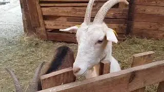 Russian webinar about European goats