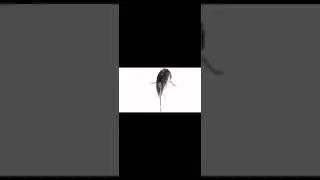 Exactly 2 mins of a fish spinning