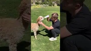 Feeding baby Alpacas in Peru #shorts